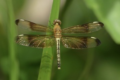 Neurothemis manadensis