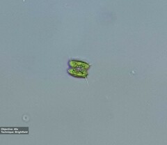 Scenedesmaceae