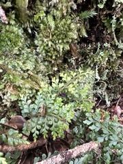 Asplenium haleakalense