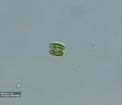 Scenedesmaceae