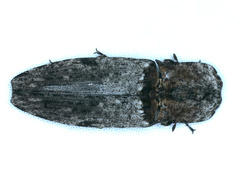 Cryptalaus prosectus