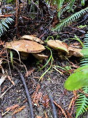 Caloboletus conifericola