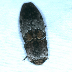 Cryptalaus prosectus