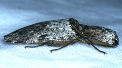 Cryptalaus prosectus