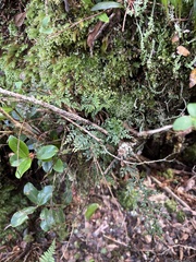Asplenium haleakalense