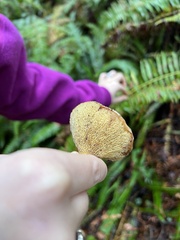 Caloboletus conifericola