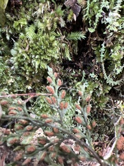 Asplenium haleakalense