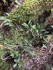 Asplenium haleakalense