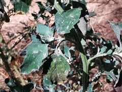 Chenopodium album
