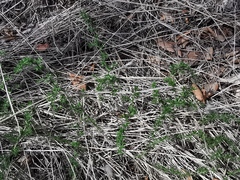 Asparagus acutifolius