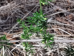 Asparagus acutifolius