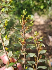 Nothofagus cliffortioides