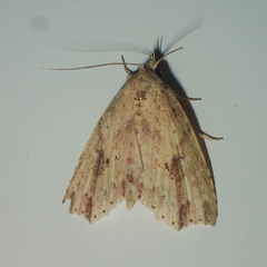 Olulis puncticinctalis