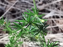 Asparagus acutifolius