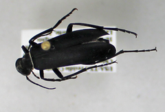 Epicauta segmenta