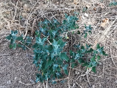 Chenopodium album
