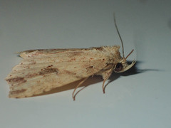 Olulis puncticinctalis