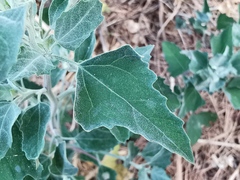 Chenopodium album