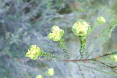 Pimelea flava