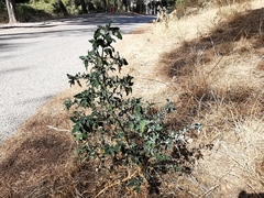 Chenopodium album