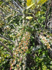 Cotoneaster microphyllus
