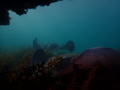 Bathytoshia brevicaudata