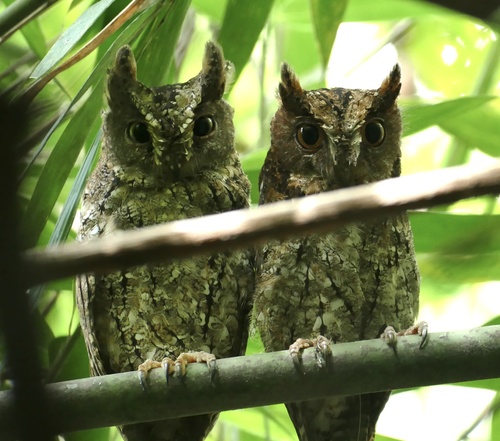 Sulawesi Scops Owl (Otus manadensis), photo 8