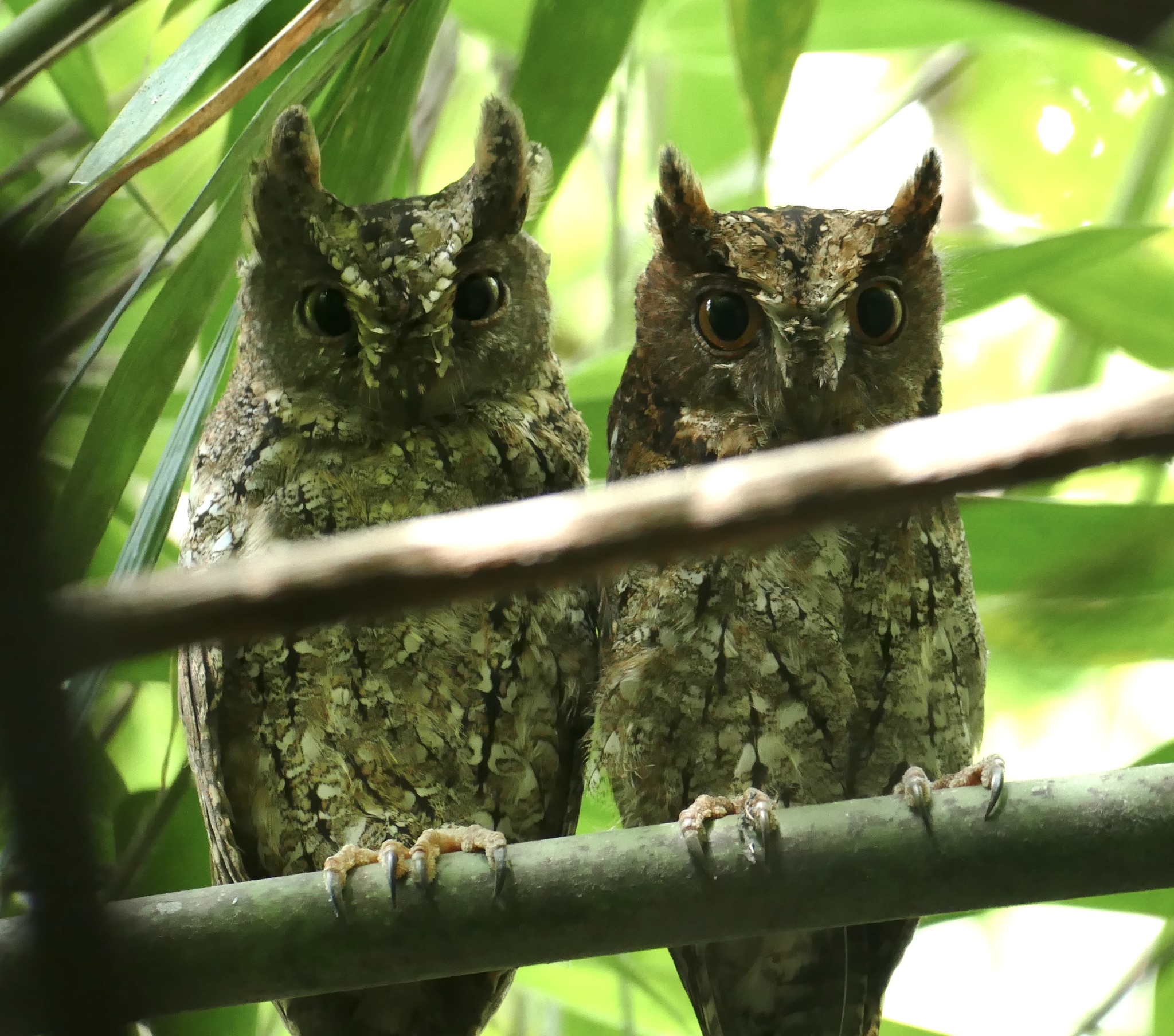 Sulawesi Scops Owl (Otus manadensis), photo 10