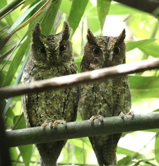 Otus manadensis