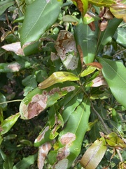 Acrocercops chionosema