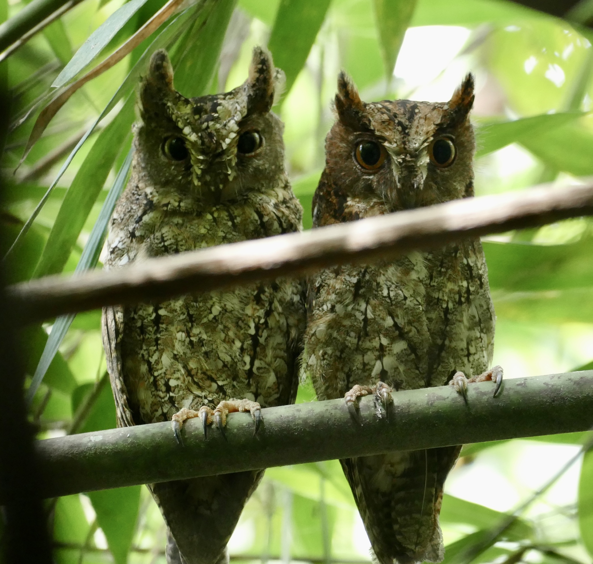 Sulawesi Scops Owl (Otus manadensis), photo 9