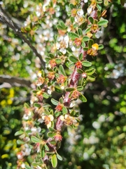 Cotoneaster microphyllus
