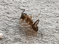 Linepithema humile