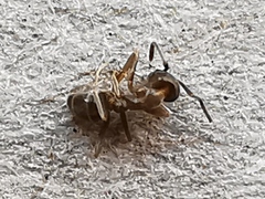 Linepithema humile