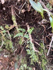 Asplenium haleakalense
