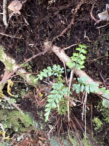 Asplenium haleakalense observed 2022-11-05