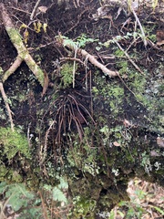 Asplenium haleakalense