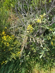 Cotoneaster microphyllus