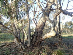 Eucalyptus leucoxylon