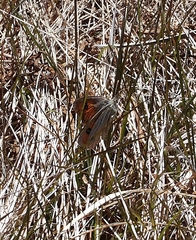 Argyrophenga antipodum