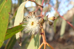 Eucalyptus leucoxylon