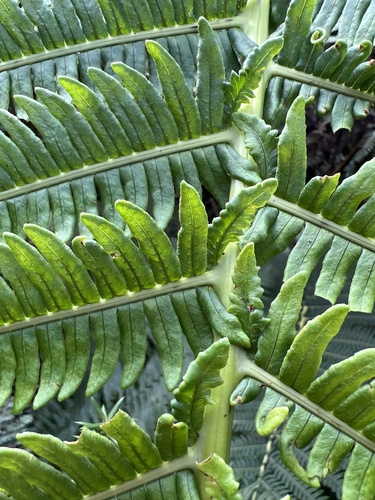 Sadleria souleyetiana observed 2022-11-05
