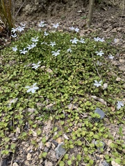 Lobelia angulata
