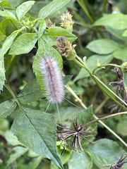 Spilarctia subcarnea