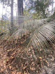 Macrozamia douglasii