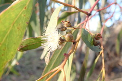 Eucalyptus leucoxylon