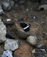 Pidorus