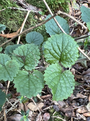 Stenogyne rotundifolia