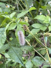 Spilarctia subcarnea