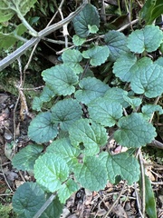 Stenogyne rotundifolia